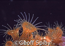 Hydroids-Cape Town, South Africa by Geoff Spiby 